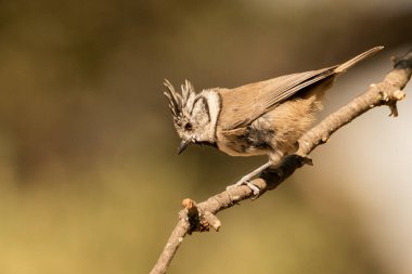 capuchin tit on a branch (Lophophanes cristatus)
