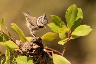 capuchin tit on a branch (Lophophanes cristatus)