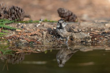 Capuchin tit in the pond (Lophophanes cristatus)