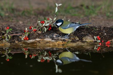 Great tit in the pond (Parus major)