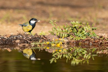 Great tit in the pond (Parus major)