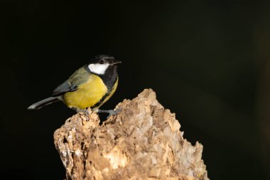 Great tit on a log (Parus major)