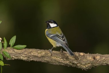 Great tit on a log (Parus major)