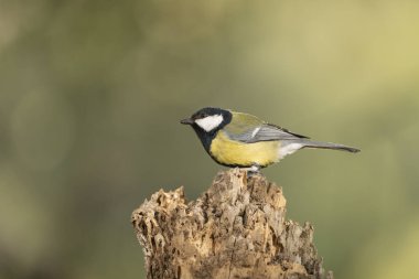 Great tit on a log (Parus major)