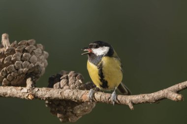 Great tit on a branch (Parus major)