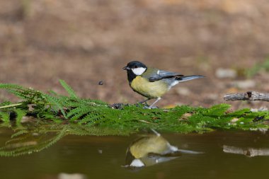 Great tit in the pond (Parus major)