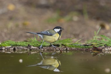 Great tit in the pond (Parus major)