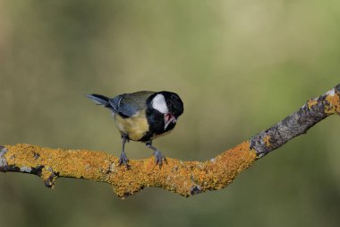 Great tit on a branch (Parus major)