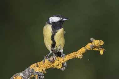 Great tit on a branch (Parus major)