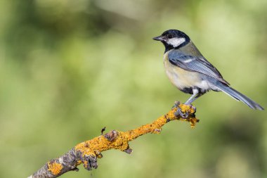 Great tit on a branch (Parus major)
