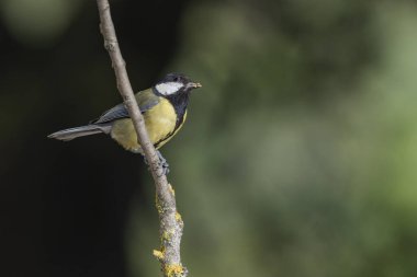 Great tit on a branch (Parus major)