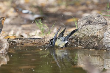 Great tit in the pond (Parus major)