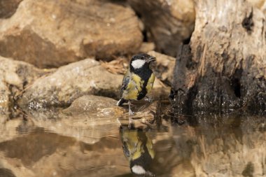 Great tit in the pond (Parus major)