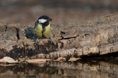 Great tit in the pond (Parus major)