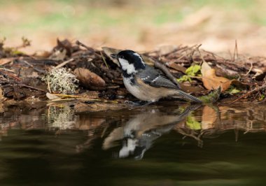 Great tit in the pond (Parus major)