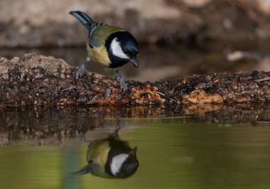 Great tit in the pond (Parus major)