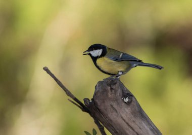 Great tit on a log (Parus major)