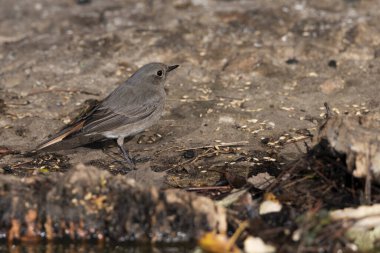 Ormanda siyah bir kırmızı başlangıç (Phoenicurus ochruros)
