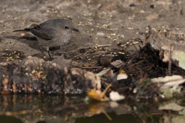 Ormanda siyah bir kırmızı başlangıç (Phoenicurus ochruros)