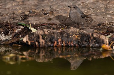 Ormanda siyah bir kırmızı başlangıç (Phoenicurus ochruros)