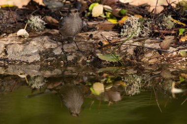 Ormanda siyah bir kırmızı başlangıç (Phoenicurus ochruros)