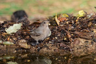Ormanda siyah bir kırmızı başlangıç (Phoenicurus ochruros)
