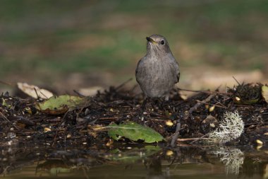 Ormanda siyah bir kırmızı başlangıç (Phoenicurus ochruros)