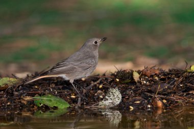 Ormanda siyah bir kırmızı başlangıç (Phoenicurus ochruros)