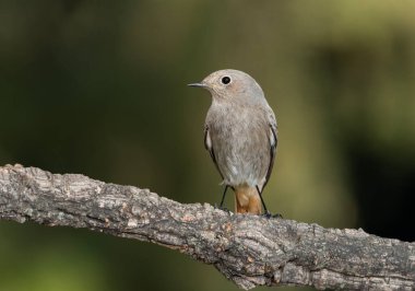 Ormanda siyah bir kırmızı başlangıç (Phoenicurus ochruros)