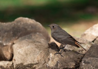 Ormanda siyah bir kırmızı başlangıç (Phoenicurus ochruros)