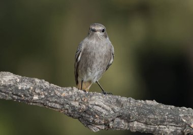 Ormanda siyah bir kırmızı başlangıç (Phoenicurus ochruros)