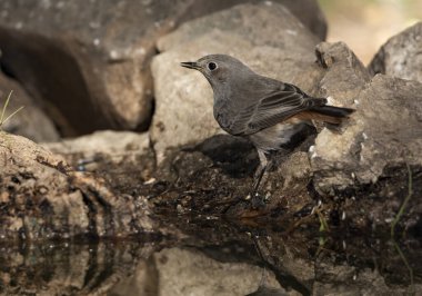 Ormanda siyah bir kırmızı başlangıç (Phoenicurus ochruros)