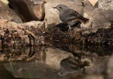 Ormanda siyah bir kırmızı başlangıç (Phoenicurus ochruros)