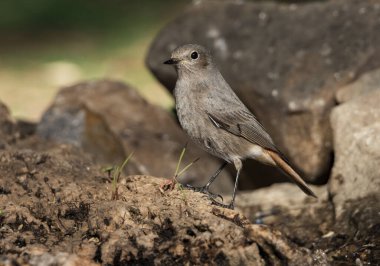 Ormanda siyah bir kırmızı başlangıç (Phoenicurus ochruros)