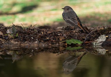 Ormanda siyah bir kırmızı başlangıç (Phoenicurus ochruros)