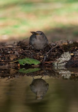 Ormanda siyah bir kırmızı başlangıç (Phoenicurus ochruros)