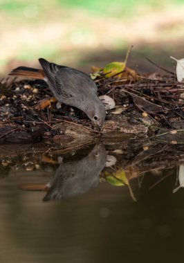 Ormanda siyah bir kırmızı başlangıç (Phoenicurus ochruros)