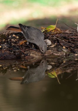 Ormanda siyah bir kırmızı başlangıç (Phoenicurus ochruros)