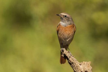 bir dalda kırmızı başlangıç (Phoenicurus phoenicurus)