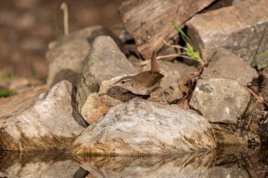 Orman göletinde yaygın çalıkuşu (Troglodit trogloditleri)