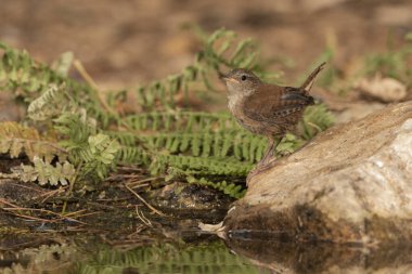 Orman göletinde yaygın çalıkuşu (Troglodit trogloditleri)