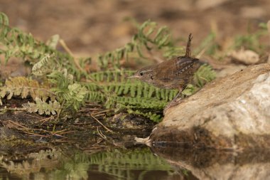 Orman göletinde yaygın çalıkuşu (Troglodit trogloditleri)