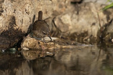 Orman göletinde yaygın çalıkuşu (Troglodit trogloditleri)