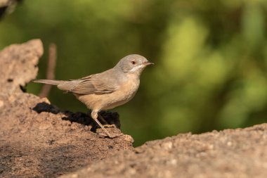 Batı bülbülü (Sylvia cantillans cantillans)
