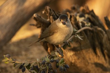 Bir dalda siyah başlık (Sylvia atricapilla)