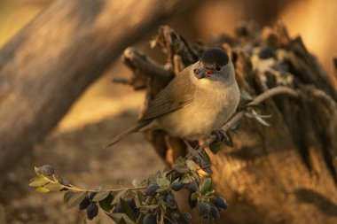 Bir dalda siyah başlık (Sylvia atricapilla)