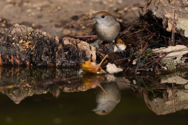 Park gölünde siyah başlık (Sylvia atricapilla)