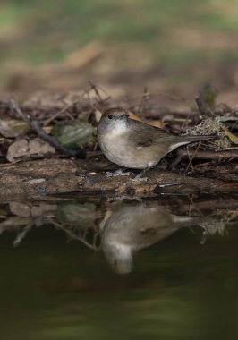 Park gölünde siyah başlık (Sylvia atricapilla)