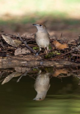 Park gölünde siyah başlık (Sylvia atricapilla)