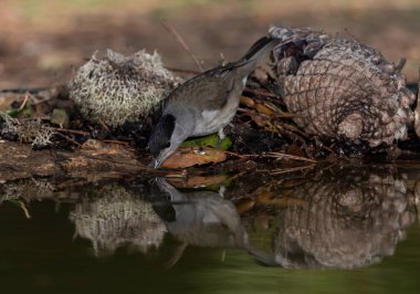 Park gölünde siyah başlık (Sylvia atricapilla)